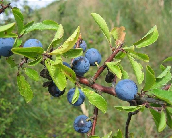 rutti di Prugnolo o Pruno selvatico - Prunus spinosa L.