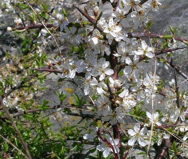 Prugnolo o Pruno selvatico in fiore