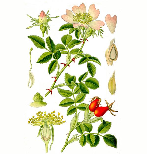 Rosa canina