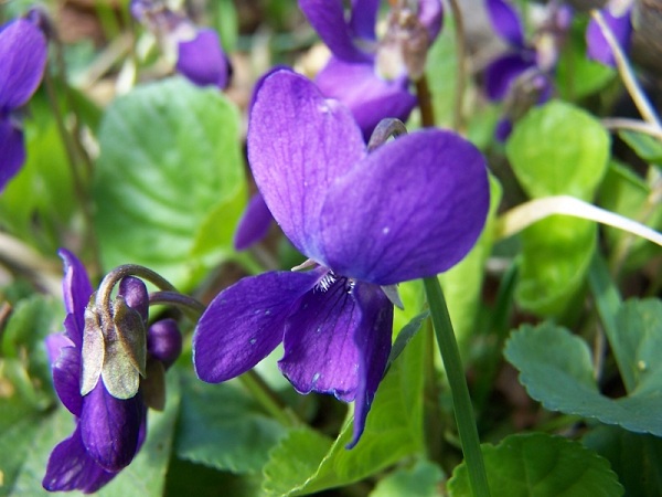 Viola odorata