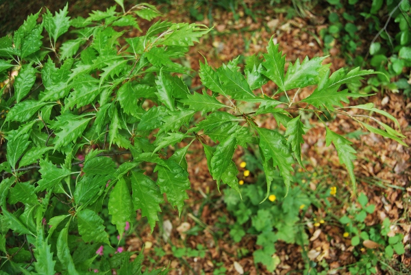 Fagus sylvatica var. asplenifolia