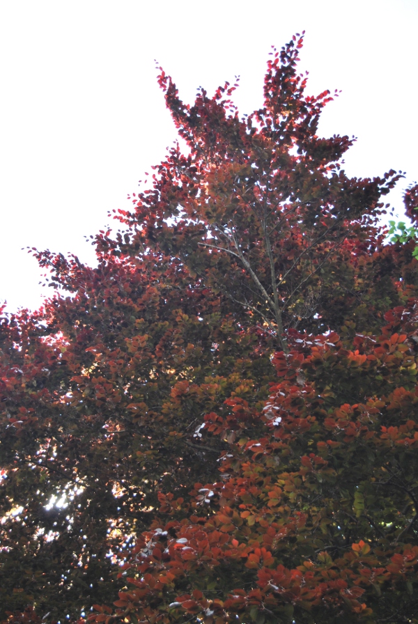 Fagus sylvatica var. purpurea