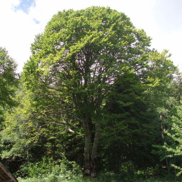 Faggio - Fagus sylvatica L.