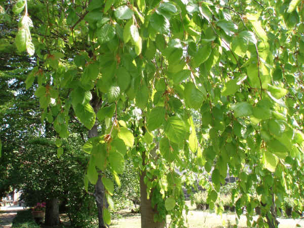 Foglie Fagus sylvatica var. pendula