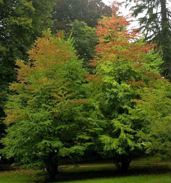 Falso albero di Giuda