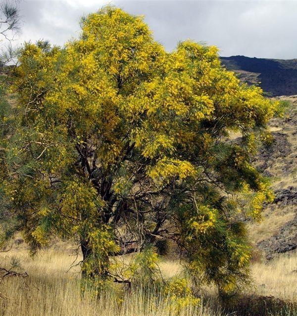 Ginestra dell'Etna