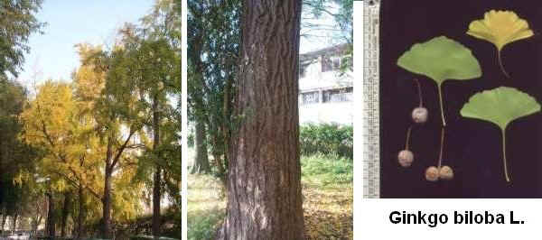 Pianta in autunno, tronco e foglie di Ginkgo biloba