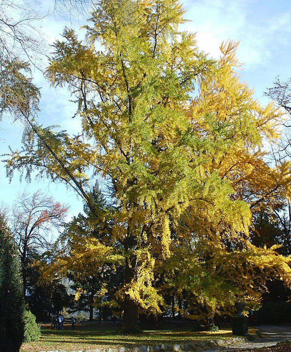 Ginkgo biloba