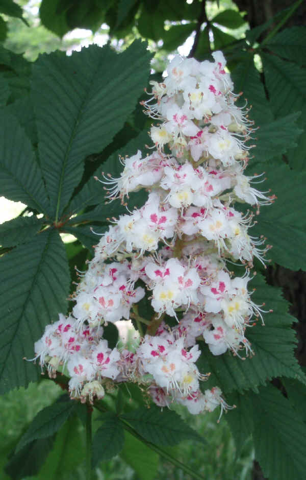 Ippocastano a fiori rossi