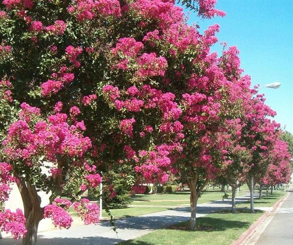 Lagerstroemia