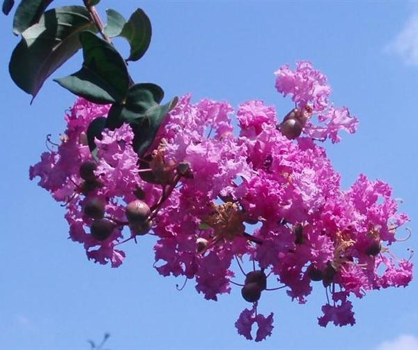 Fiori di Lagerstroemia - Lagerstroemia indica