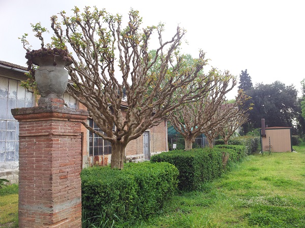 Fiori di Lagerstroemia - Lagerstroemia indica