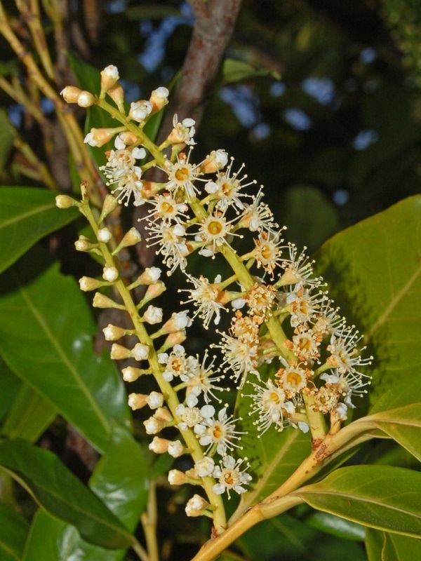 Fiori di Lauroceraso Prunus laurocerasus