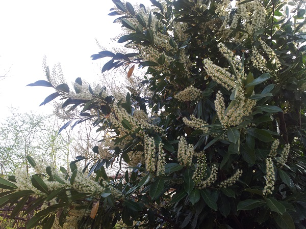 Lauroceraso Prunus laurocerasus L. in fiore 