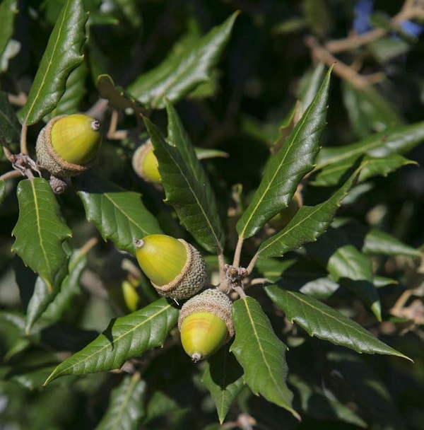 Pianta e frutti di Leccio