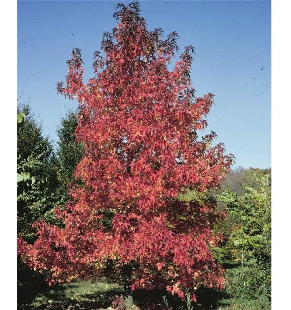 Liquidambar