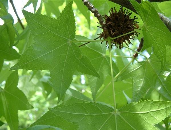 Liquidambar