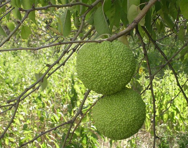 Frutto di Maclura pomifera (Maclura aurantiaca)