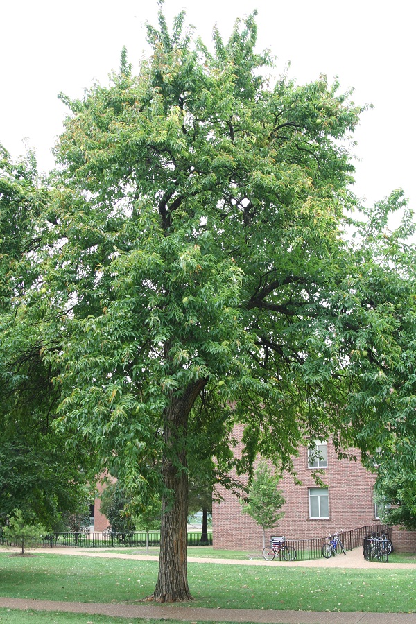 Frutto di Maclura pomifera (Maclura aurantiaca)