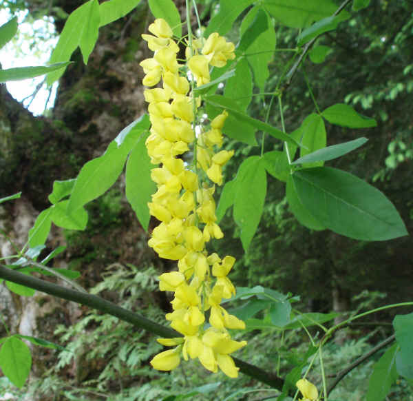 Maggiociondolo alpino - Laburnum alpinum (Mill.) Bercht. & Presl