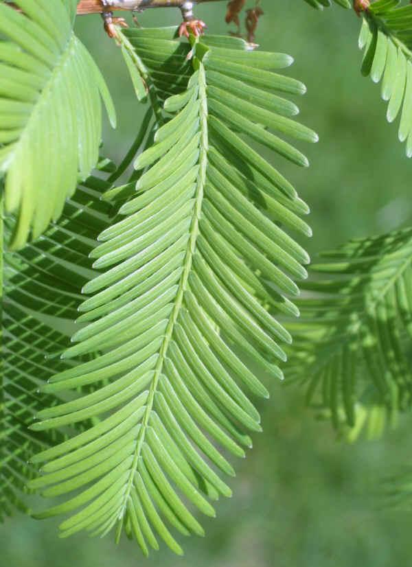 Metasequoia