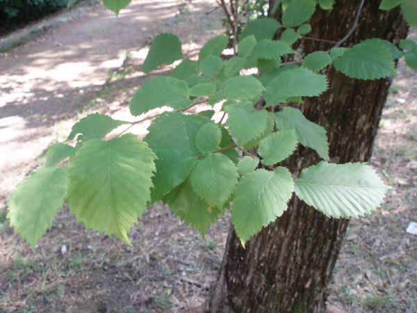 Foglie di Olmo ciliato