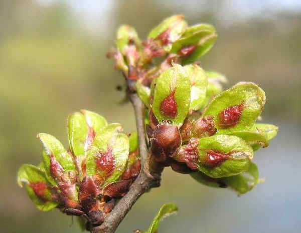 Frutti di Olmo montano