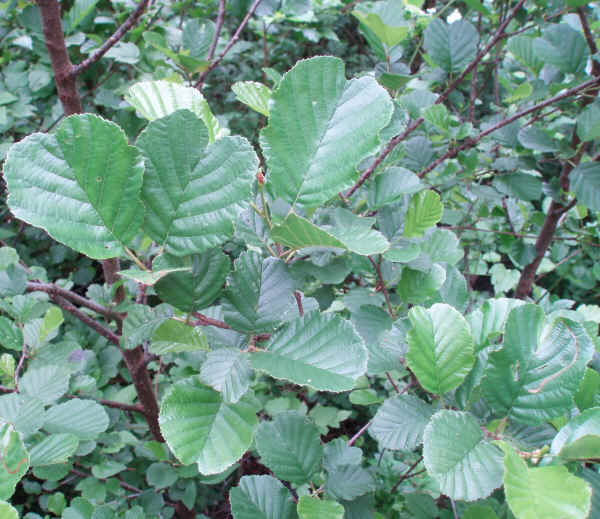 Ontano nero - Alnus glutinosa