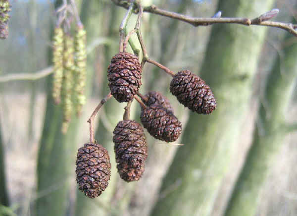 Frutti di Ontano nero