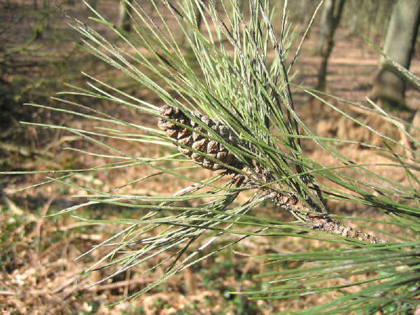 Pino nero sottospecie laricio