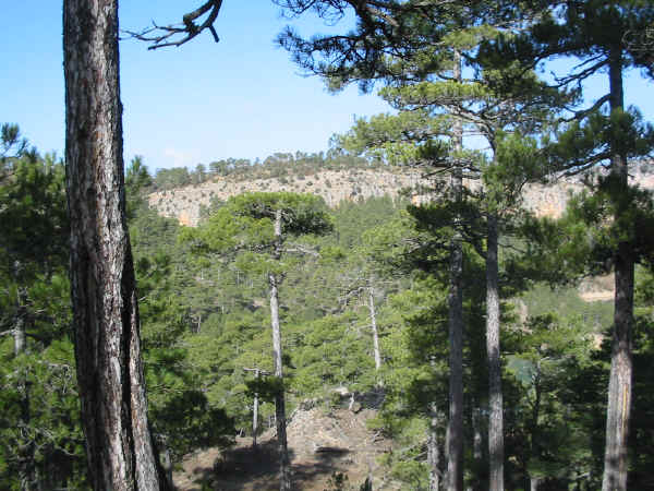 Bosco di Pino nero