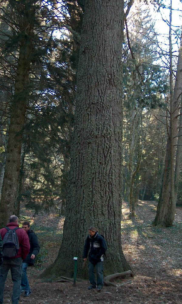Pinus lambertiana - Sugar pine