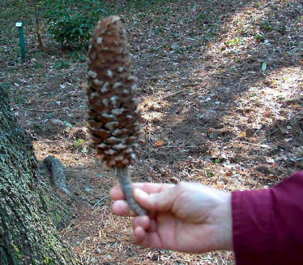 Cono di Pinus lambertiana - Sugar pine