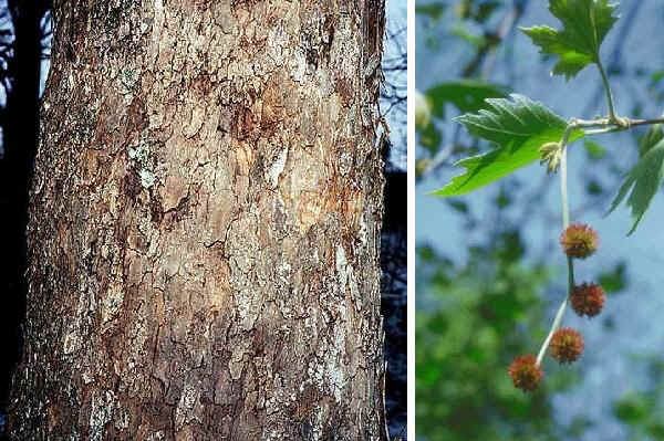 Tronco e infiorescenze di Platano ibrido