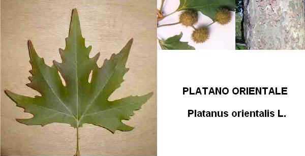 Foglia,  frutti e corteccia di Platano orientale