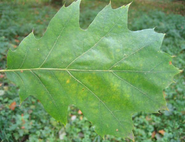 Quercia rossa