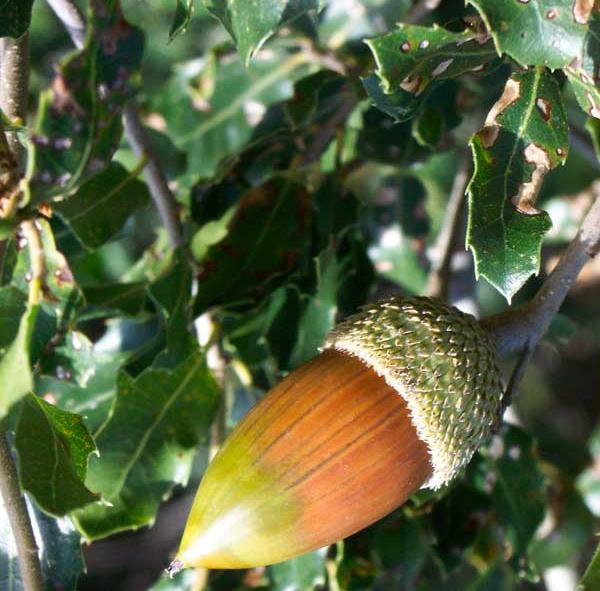 Quercia spinosa