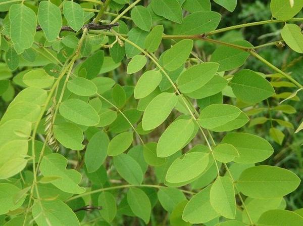 Foglie di Robinia