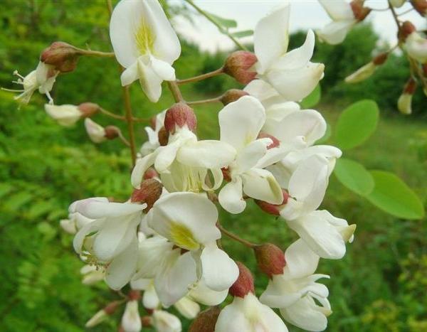 Fiori di Robinia