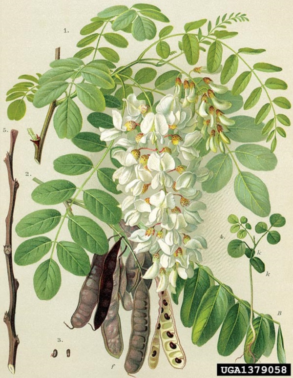 Fiori di Robinia