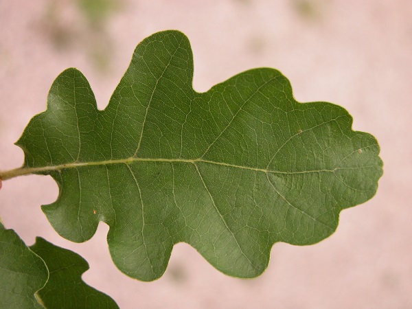 Frutti e foglia di Roverella