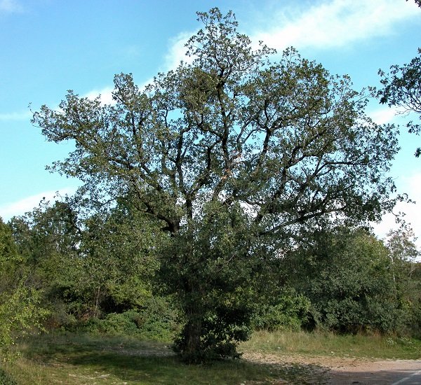 Frutti e foglia di Roverella
