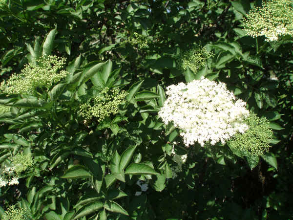 Fiori di Sambuco