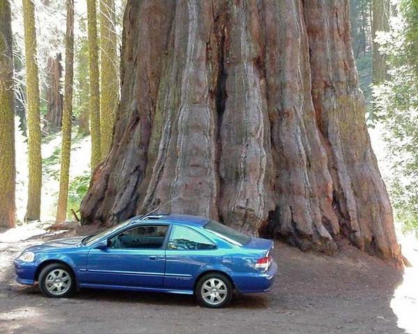 Sequoia gigante