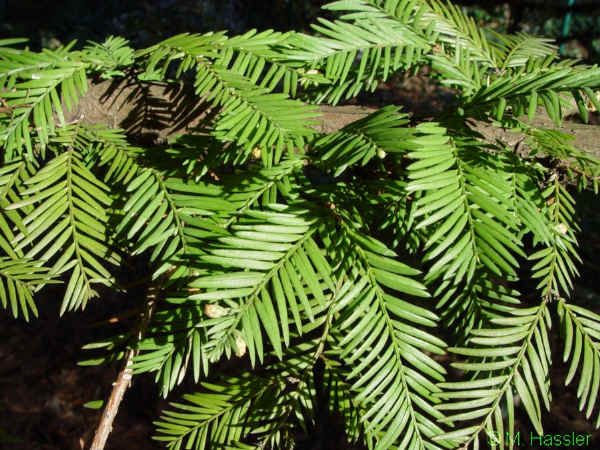 Sequoia sempervirens