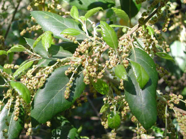 Rametto con fiori di Sughera