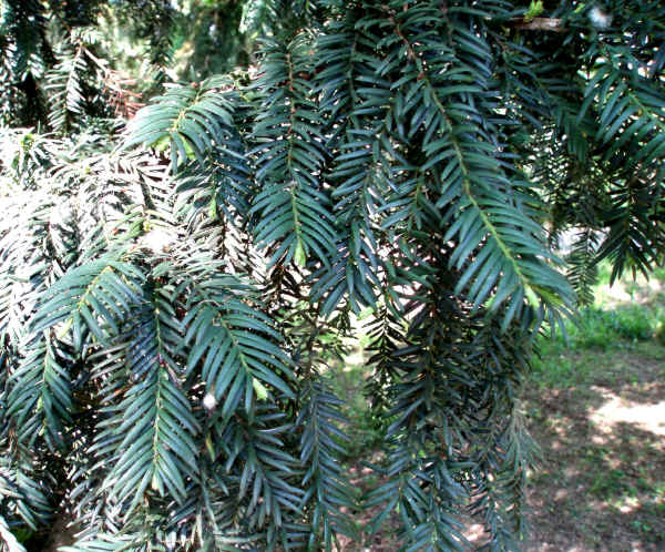 Tasso - Taxus baccata L.