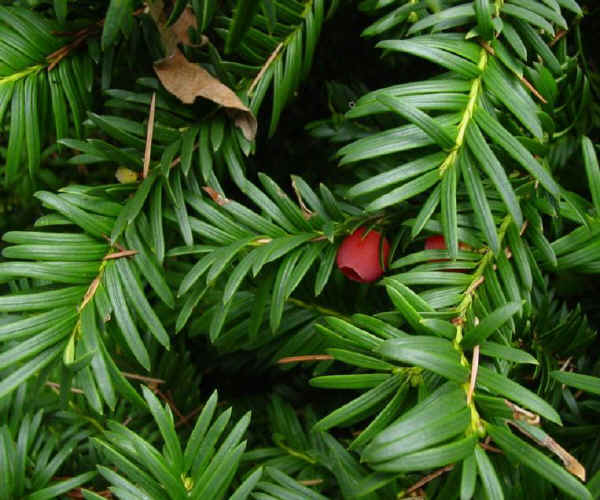 Frutto di Tasso - Taxus baccata L.