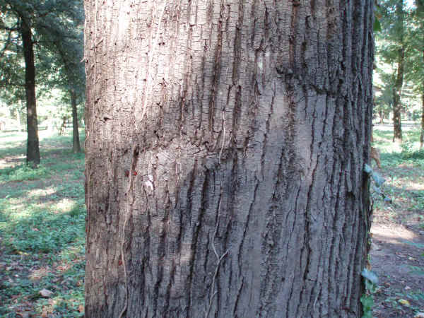 Tronco di Tiglio nostrano 