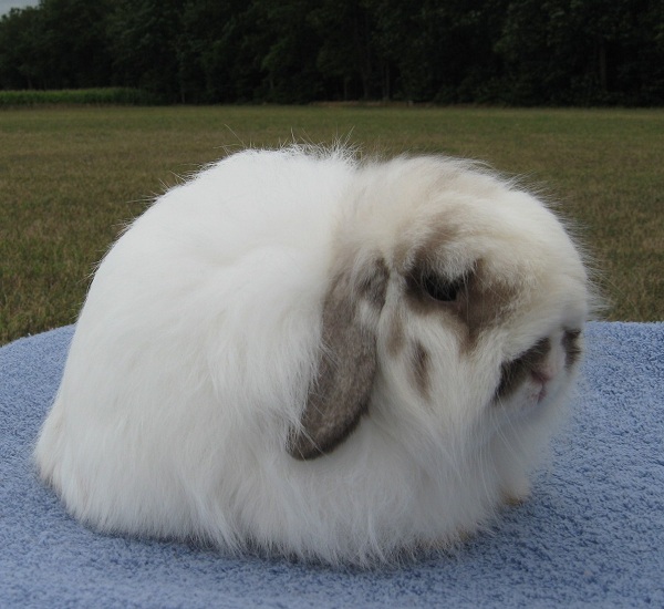 American Fuzzy Lop